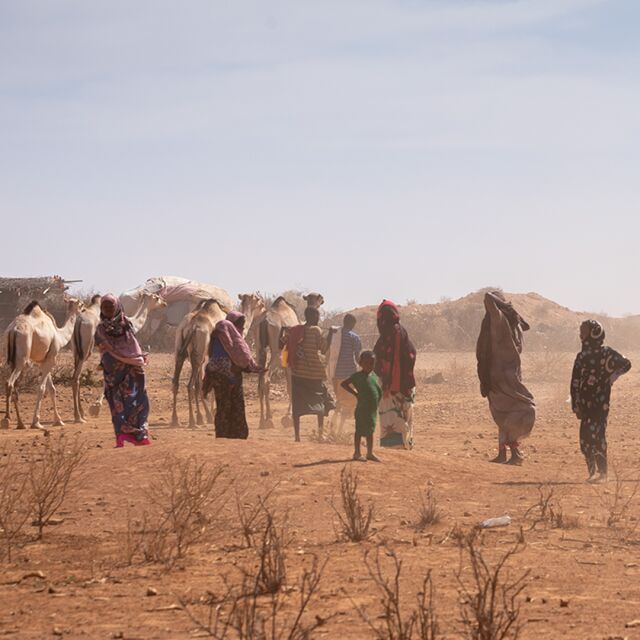 Ihmisiä ja kameleita hyvin kuivassa ja pölyävässä maisemassa.